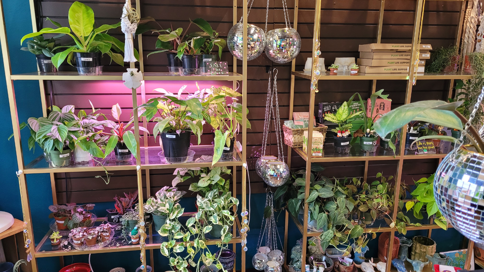 KC Blooms Plant Boutique - Plants